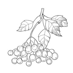 Online coloring book: Delicious aronia coloring book